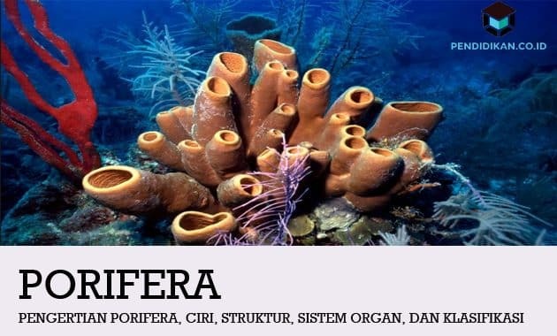 คำจำกัดความของ Porifera ลักษณะ โครงสร้าง ระบบอวัยวะ และการจำแนกประเภท