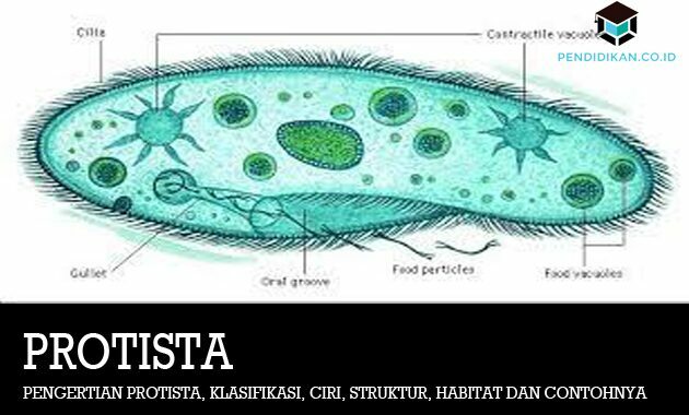 原生生物の定義、分類、特徴、構造、生息地および例