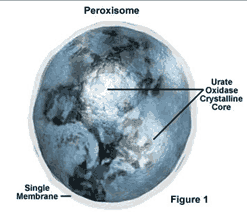 peroxisome plant cell organelles