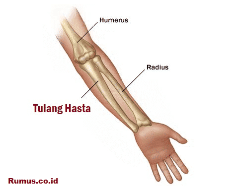 10 หน้าที่ของกระดูกอัลนาในร่างกายมนุษย์