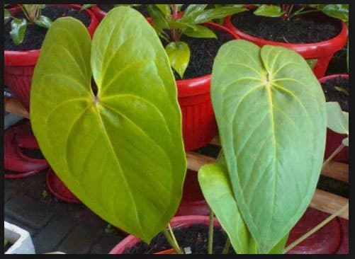 Functions of Leaves in Plants